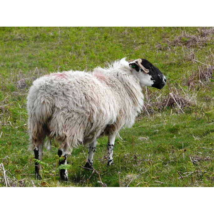 Ovis aries Фото №7