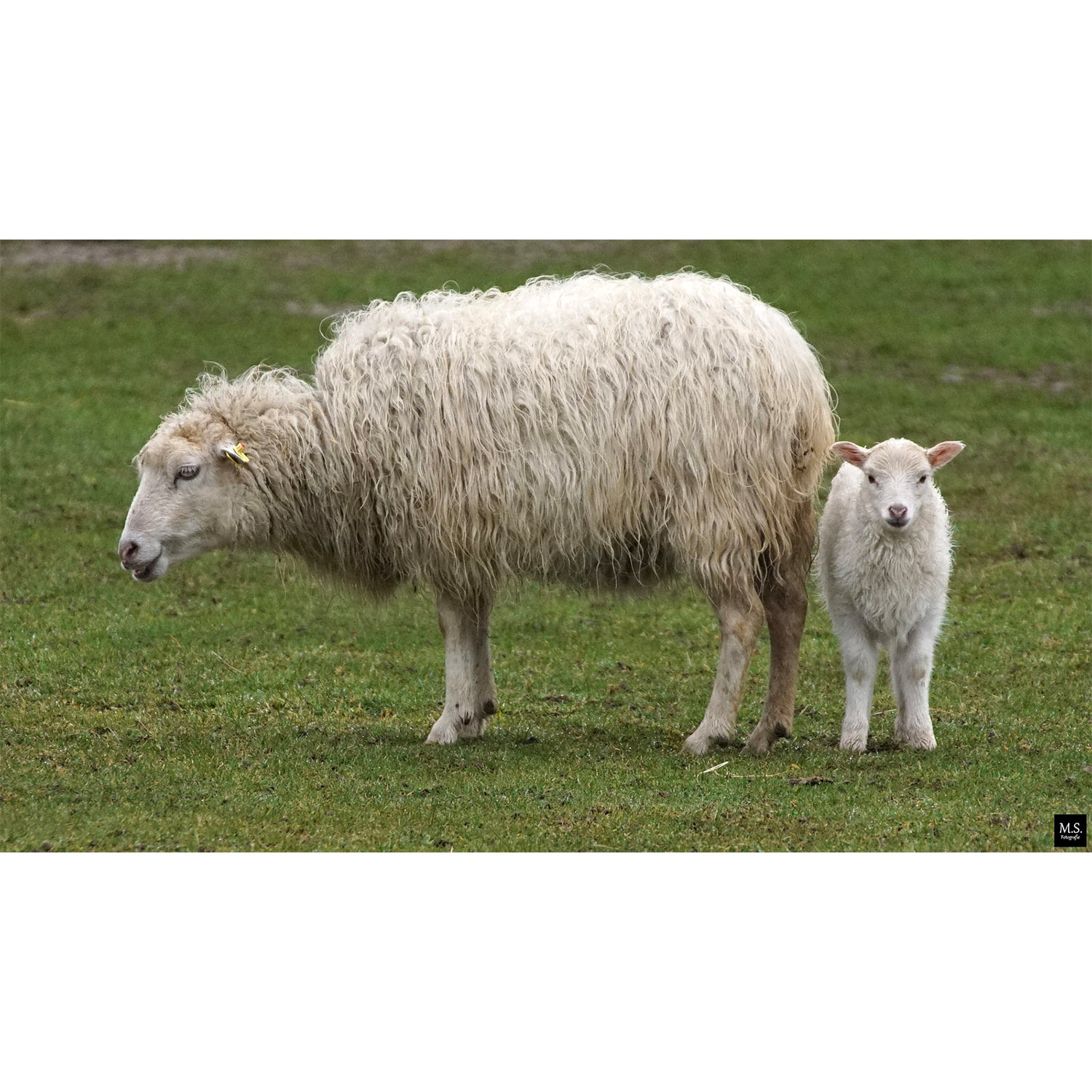 Ovis aries Фото №8