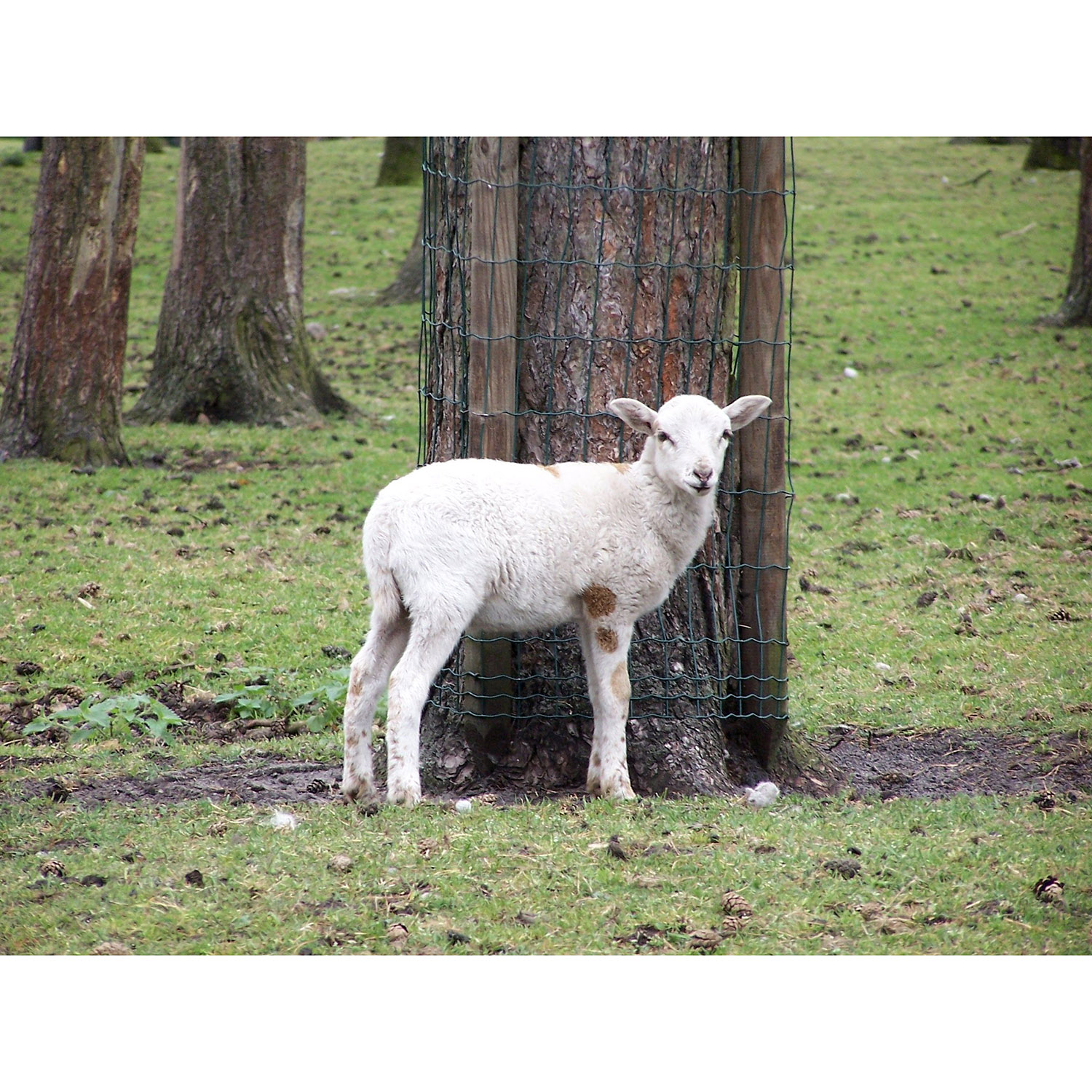 Ovis aries Фото №9