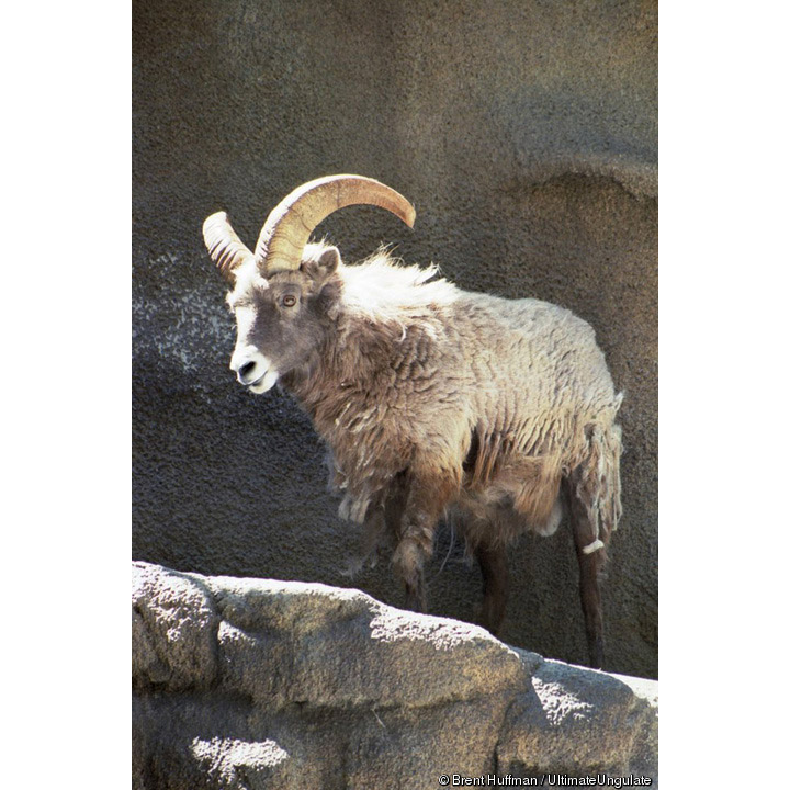 Ovis nivicola Фото №6