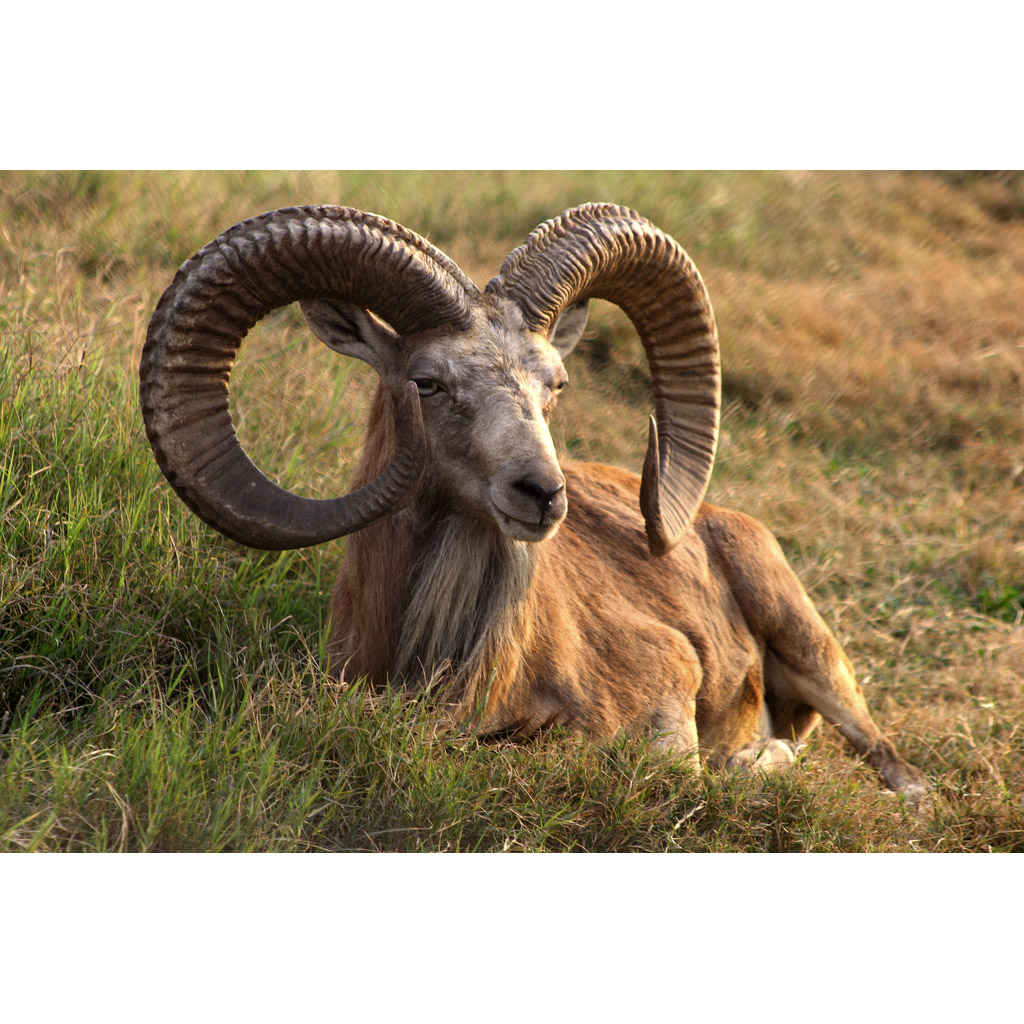 Ovis vignei Фото №7