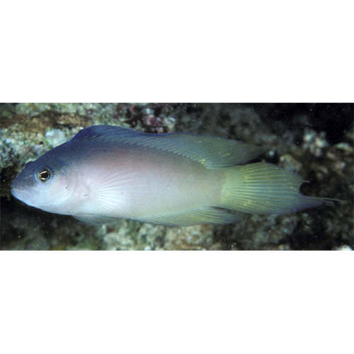 Род Oxycercichthys фото