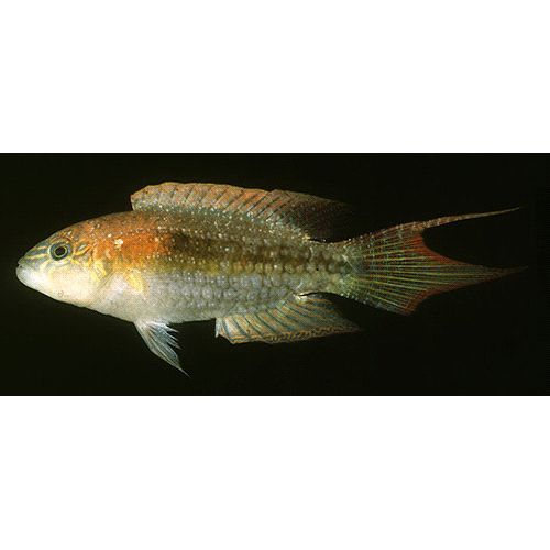 Род Oxycheilinus фото