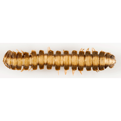 Семейство Oxydesmidae фото