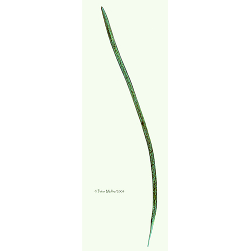 Семейство Oxydiridae  фото