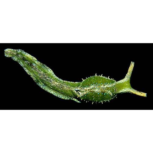 Семейство Oxynooidea  фото