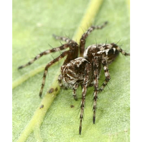 Семейство Oxyopidae фото