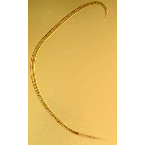 Семейство Oxystominidae  фото