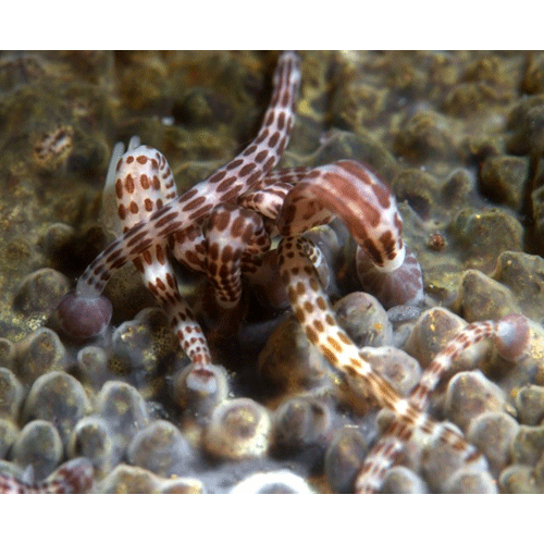Семейство Ozobranchidae фото