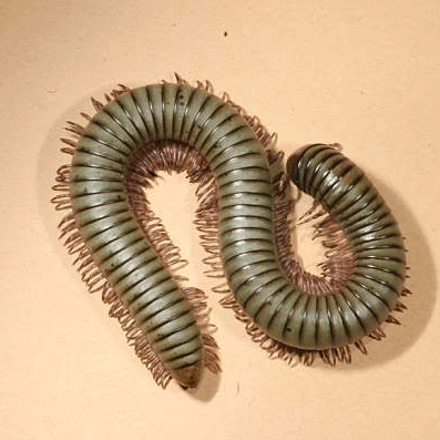 Семейство Pachybolidae фото