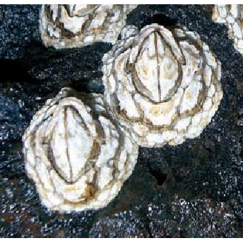 Семейство Pachylasmatidae фото