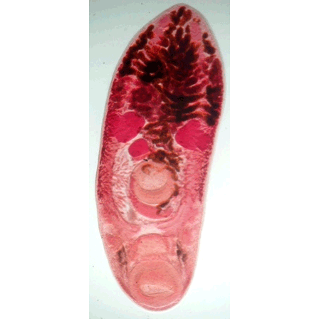 Семейство Pachypsolidae фото