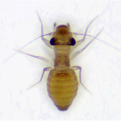 Семейство Pachytroctidae фото