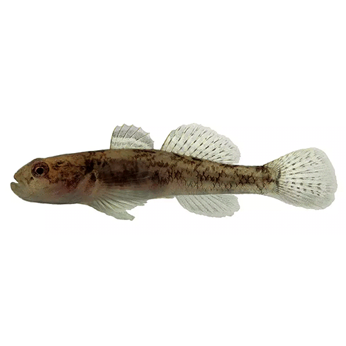 Род Padogobius фото