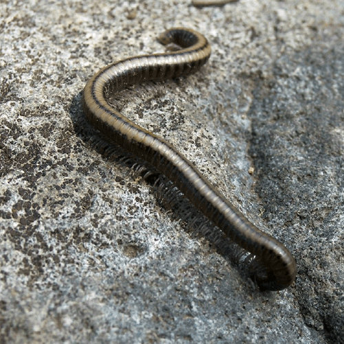 Семейство Paeromopodidae фото