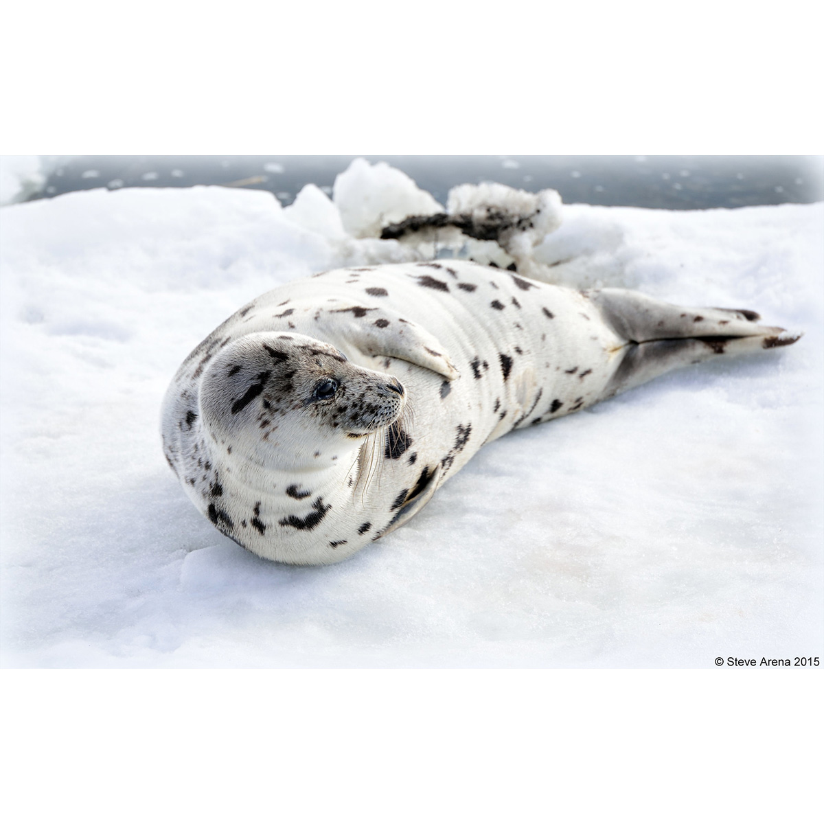 Гренландский тюлень (Pagophilus groenlandicus) Фото №5