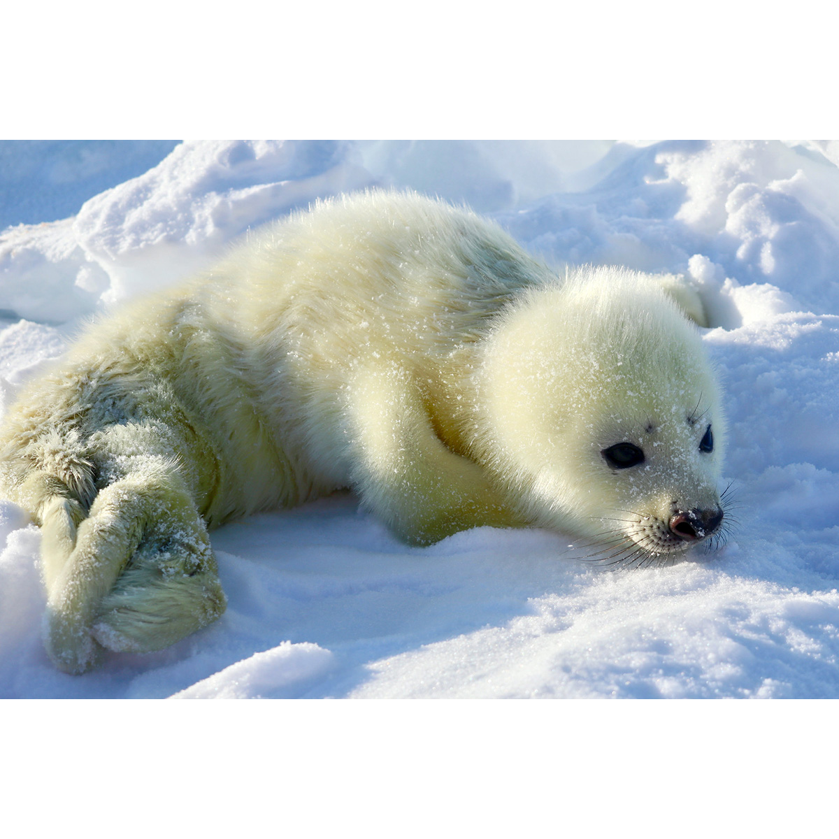 Гренландский тюлень (Pagophilus groenlandicus) Фото №9
