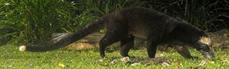 Paguma larvata larvata