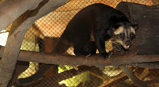 Paguma larvata leucomystax
