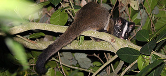 Paguma larvata taivana