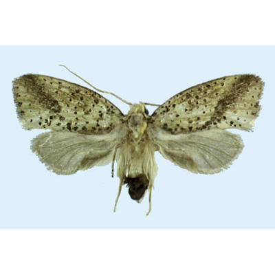 Семейство Palaephatoidea фото