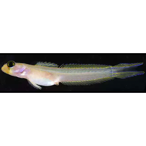 Род Palatogobius фото