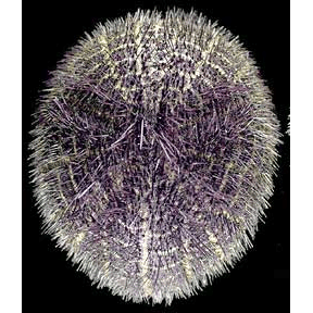 Семейство Paleopneustidea  фото