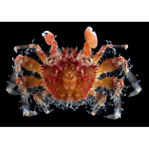 Семейство Palicoidea фото