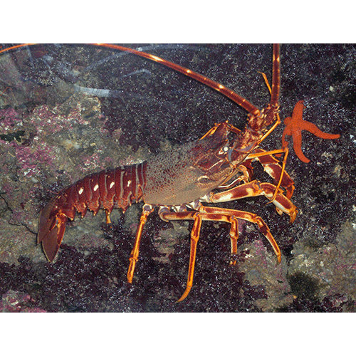 Семейство Palinuroidea фото