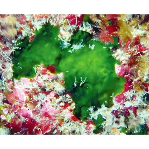 Семейство Palmophyllaceae фото