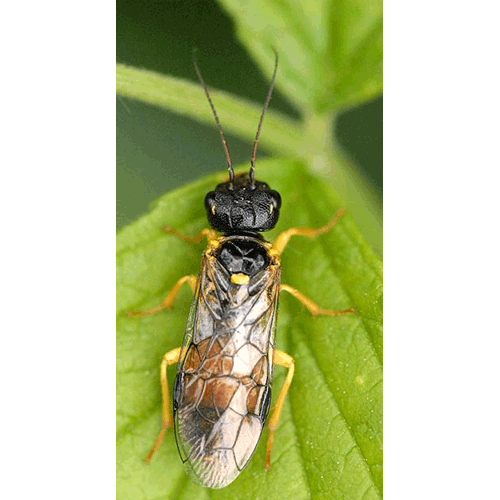Семейство Pamphilioidea фото
