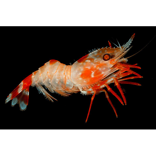 Семейство Pandaloidea фото