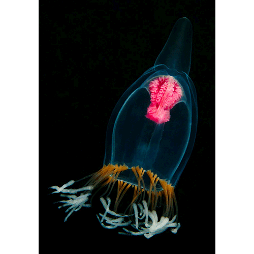 Семейство Pandeidae  фото
