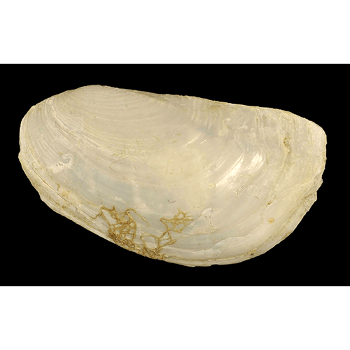 Семейство Pandoroidea  фото
