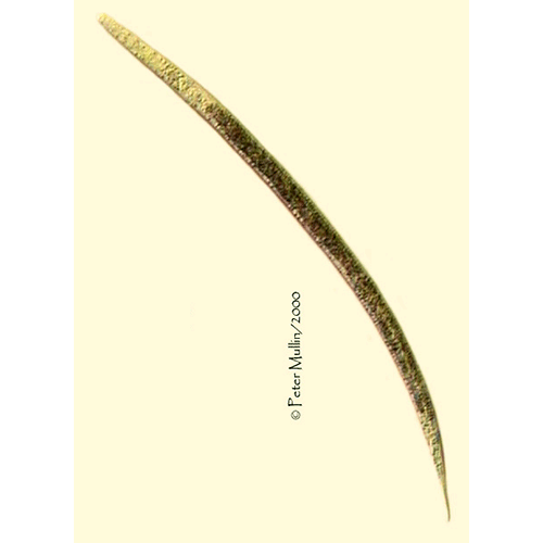Семейство Pangrolaimidae  фото