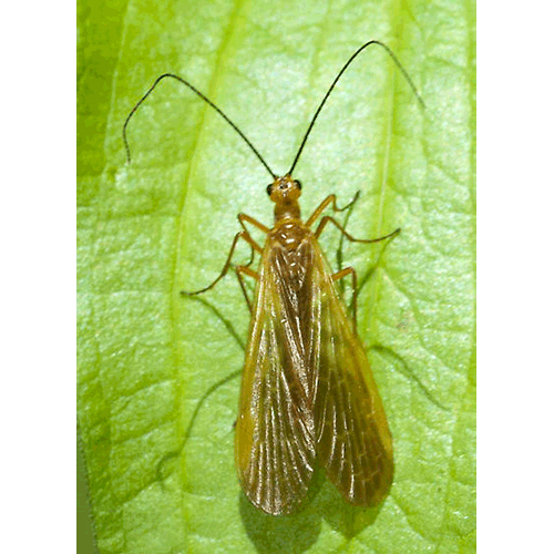 Семейство Panorpodidae фото