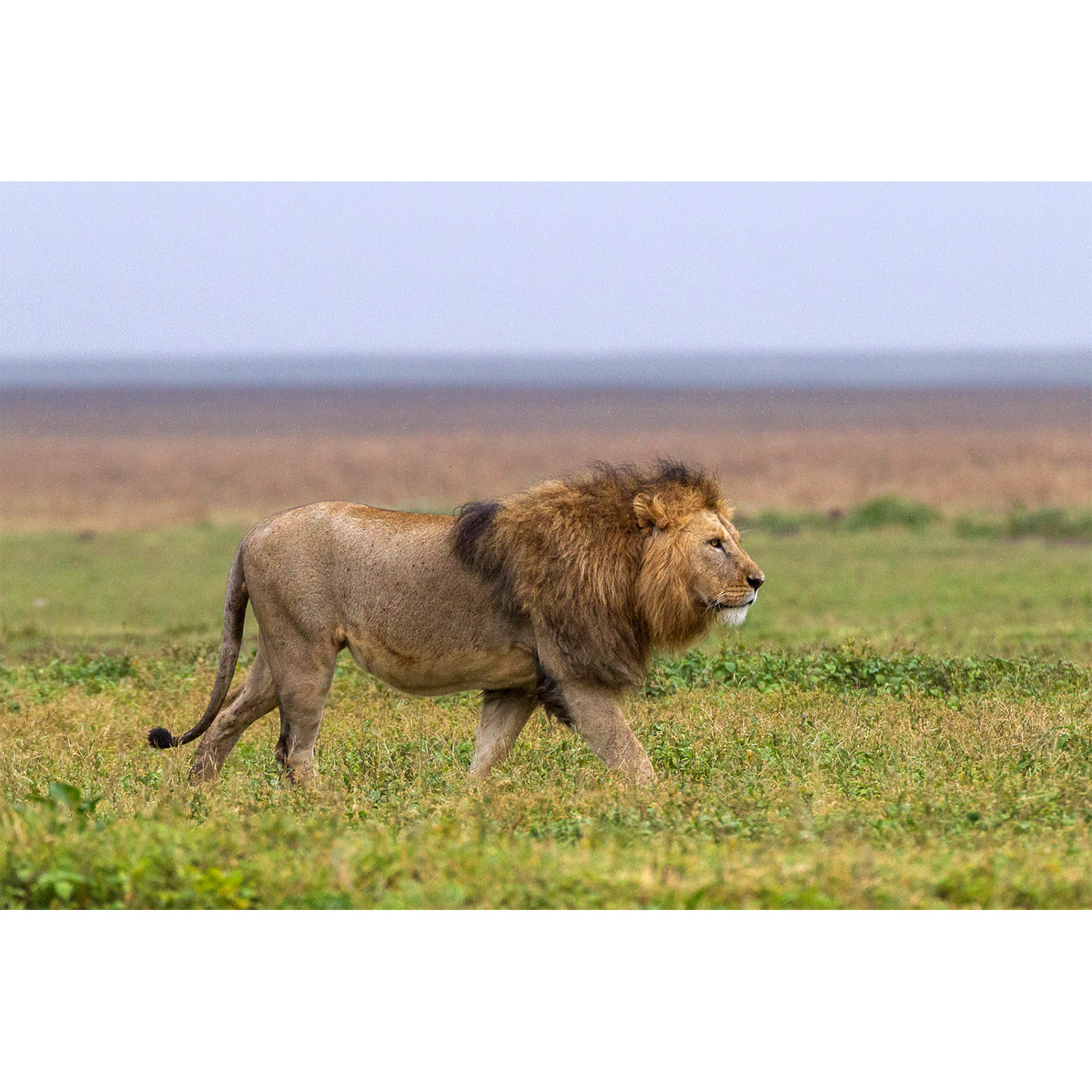 Panthera leo Фото №2