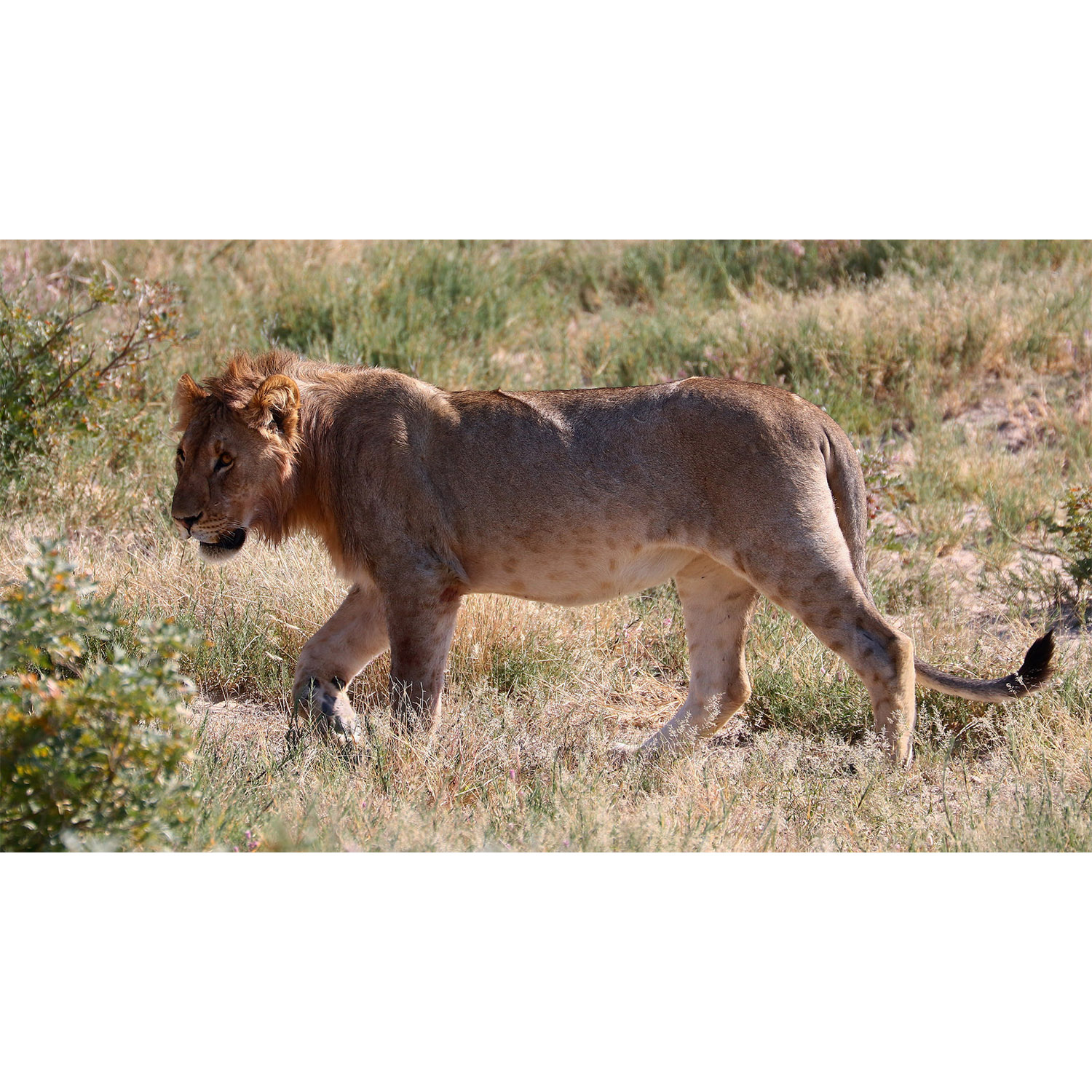 Panthera leo Фото №3