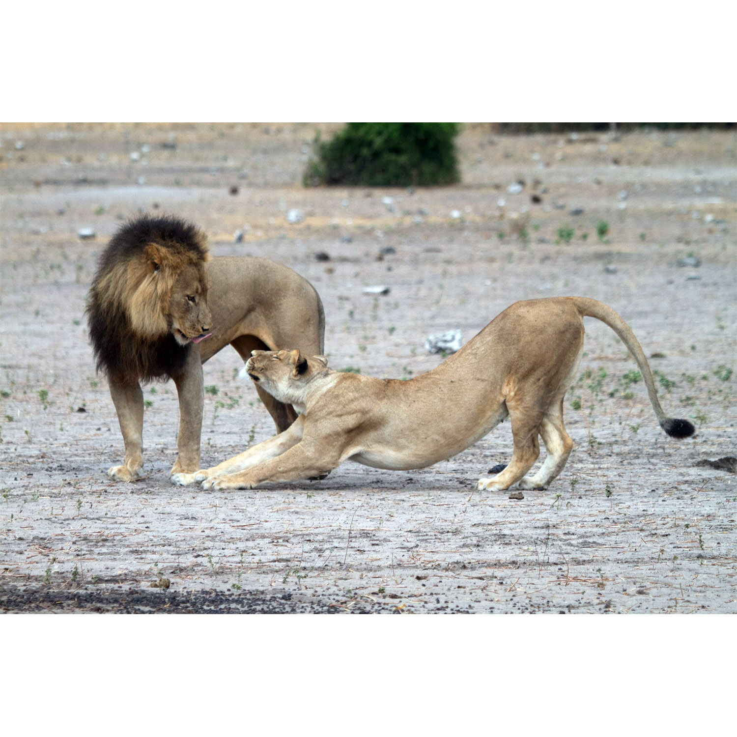 Panthera leo Фото №5