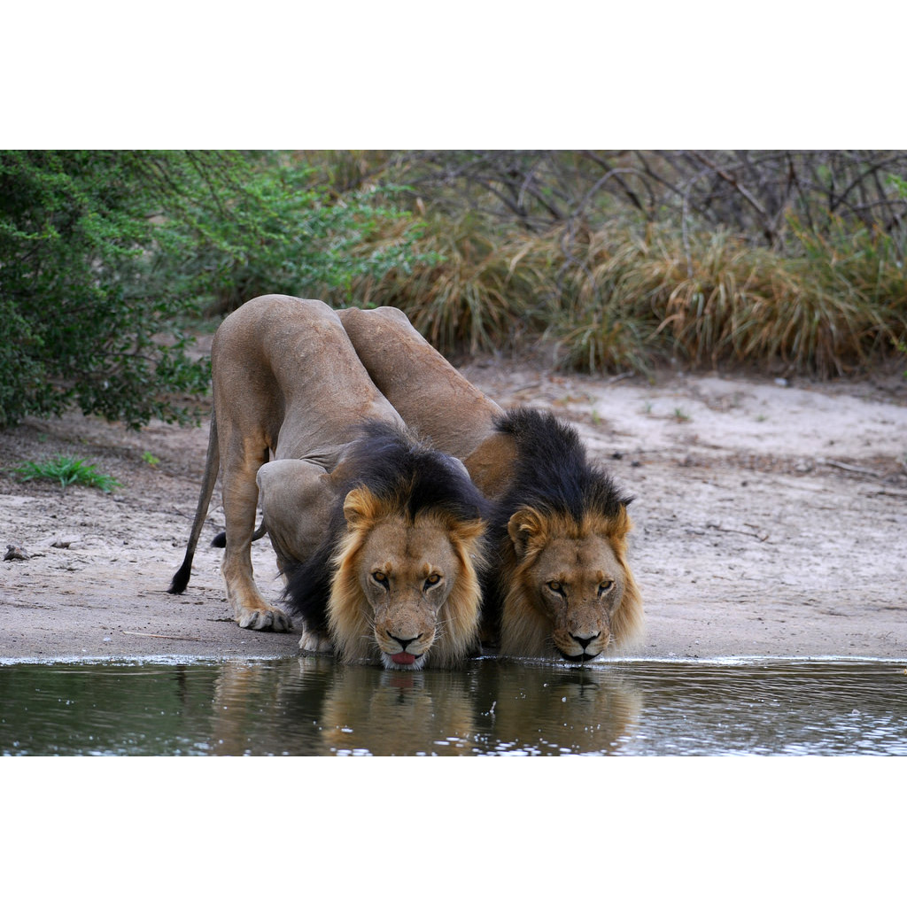 Panthera leo Фото №6