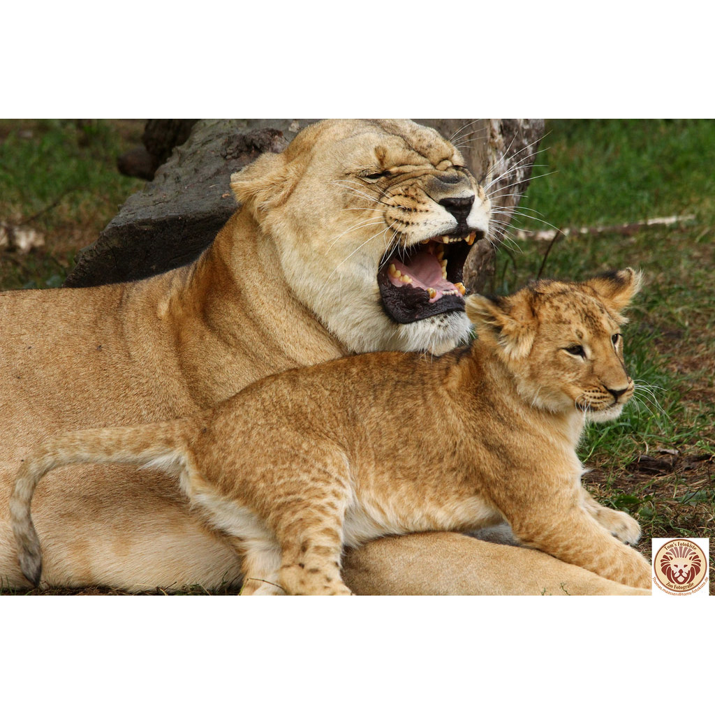 Panthera leo Фото №8