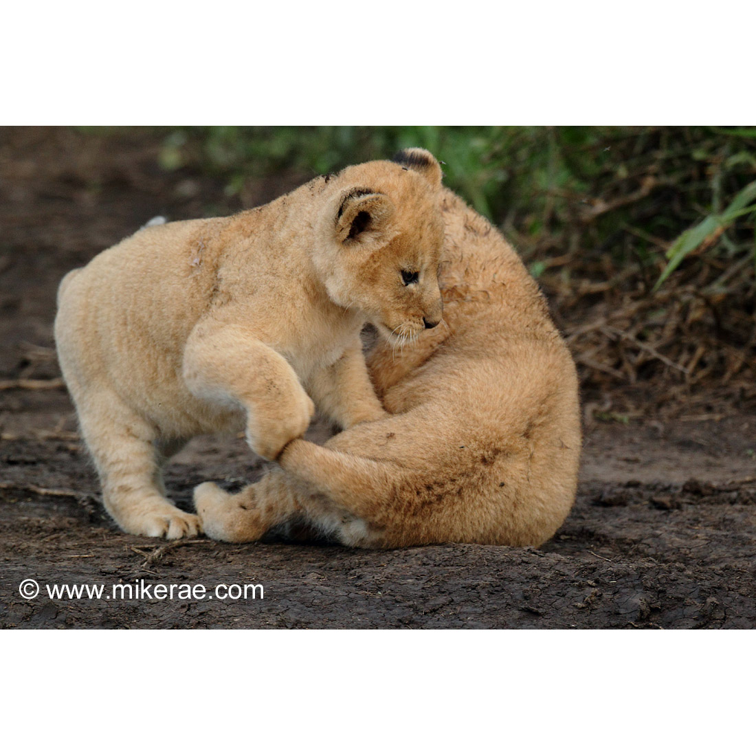 Panthera leo Фото №9