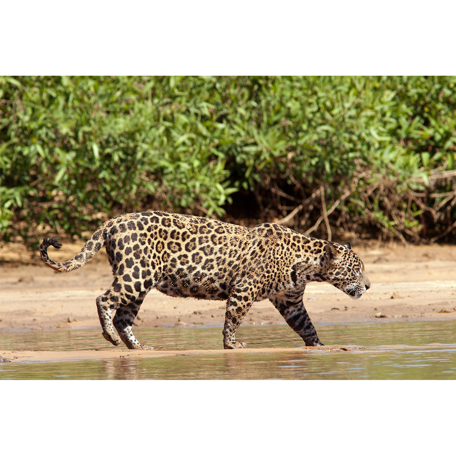 Panthera onca Фото №2