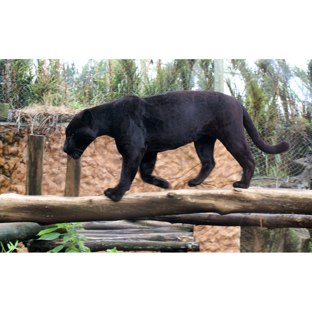 Panthera onca Фото №5