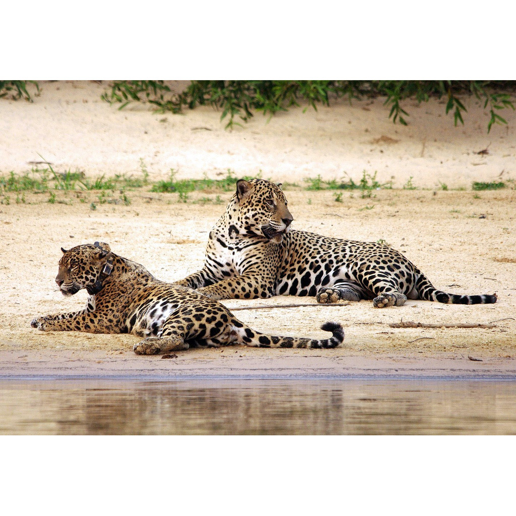 Panthera onca Фото №7
