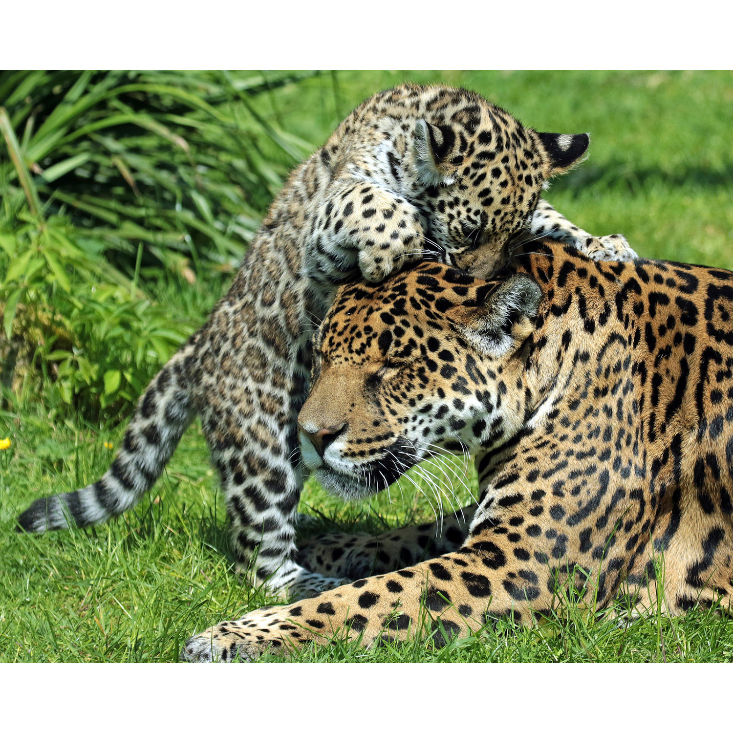 Panthera onca Фото №8