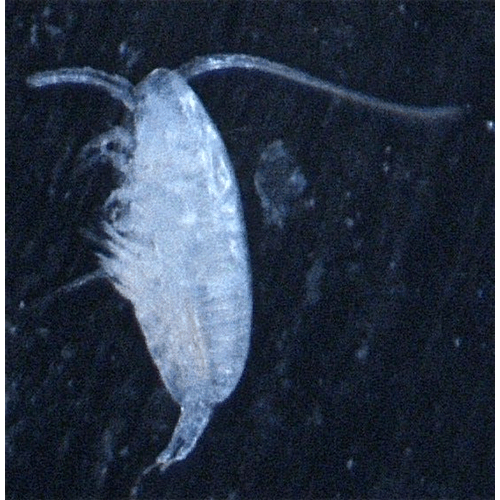 Семейство Paracalanidae фото