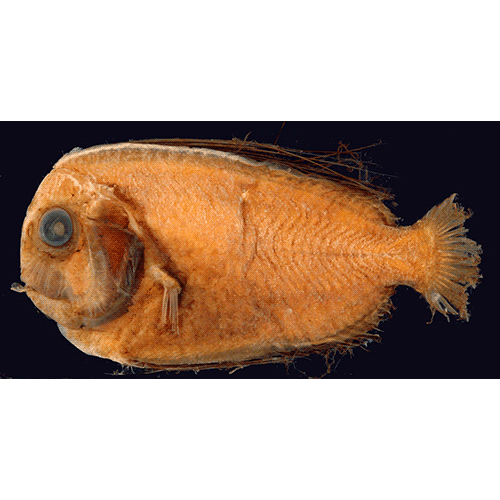 Род Paracaristius фото