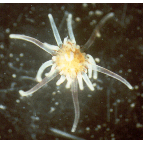 Семейство Paracorynidae  фото