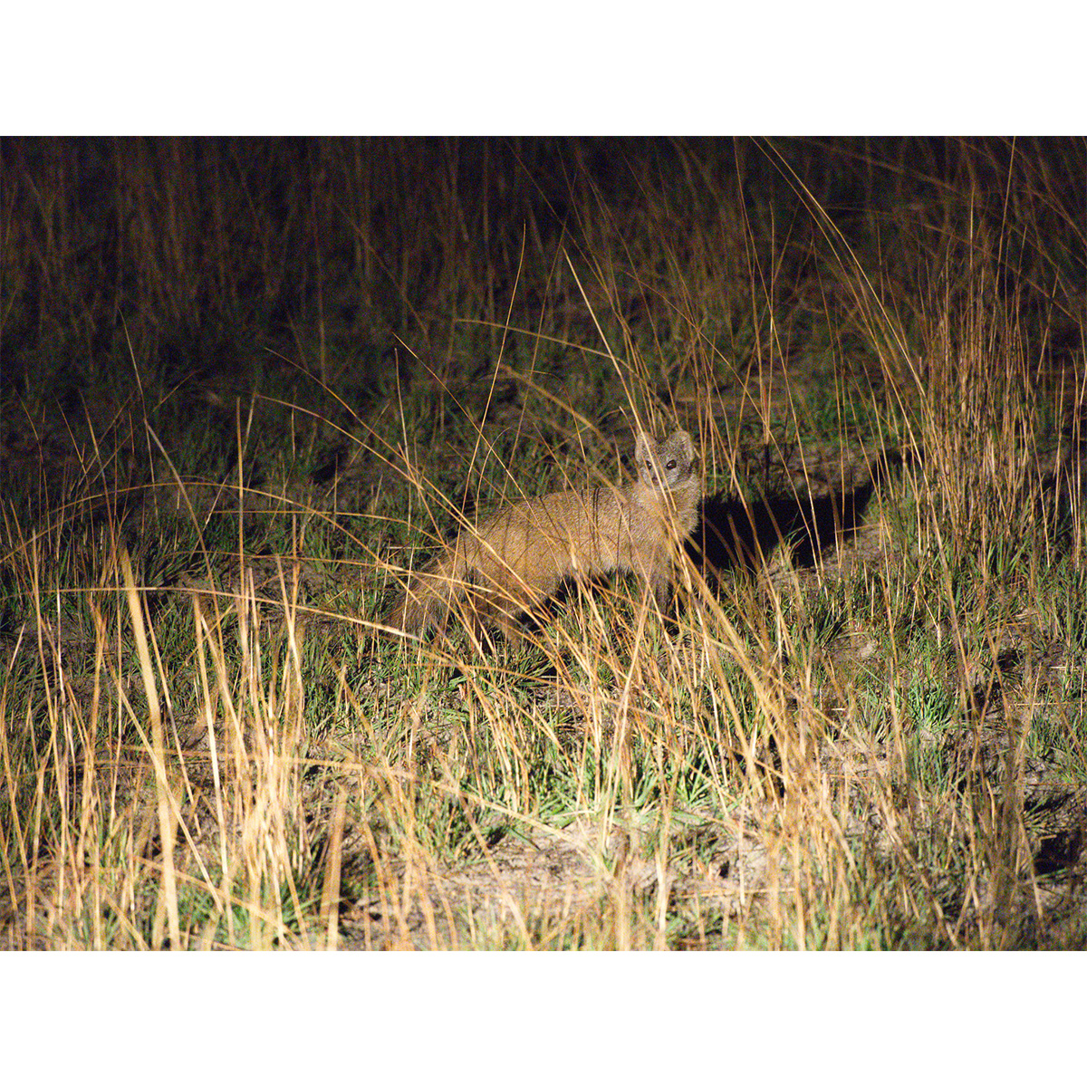 Серый мангуст (Paracynictis selousi) Фото №2